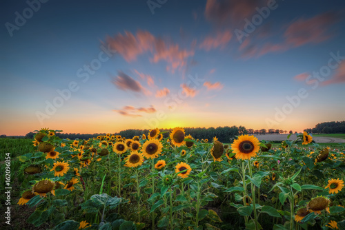 Champs de tournesols