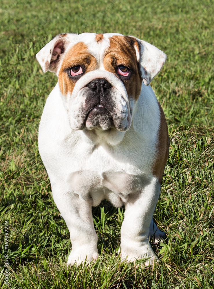 Purebred English Bulldog pet dog on grass Purebred English Bulldog pet dog on grass