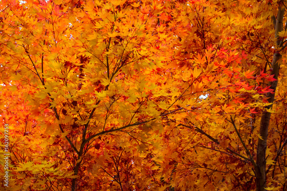 Japanese maple acer tree autumn fall orange leaves