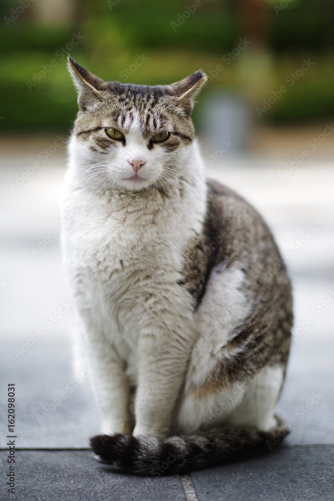 Fototapeta premium cute lovely Street cat
