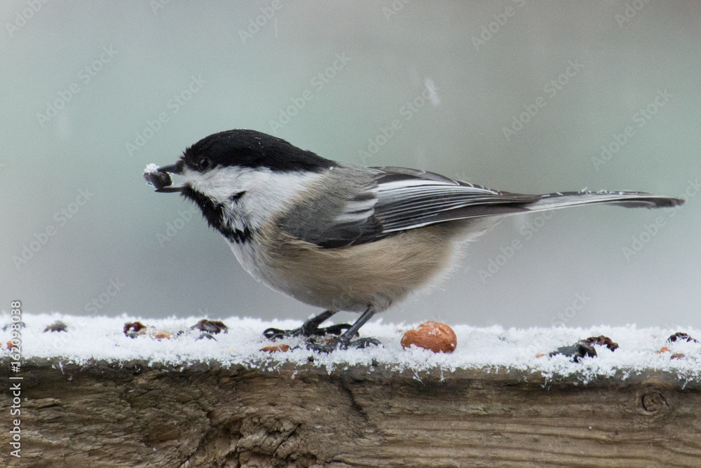 Naklejka premium Hungry Chickadee