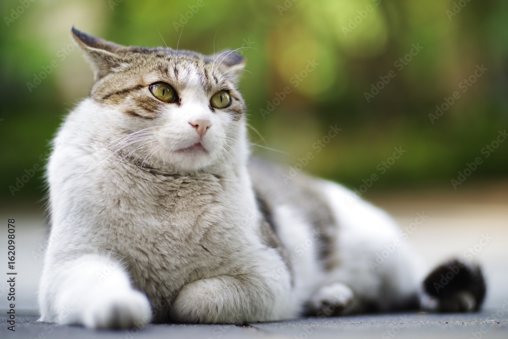 Naklejka premium cute lovely Street cat 