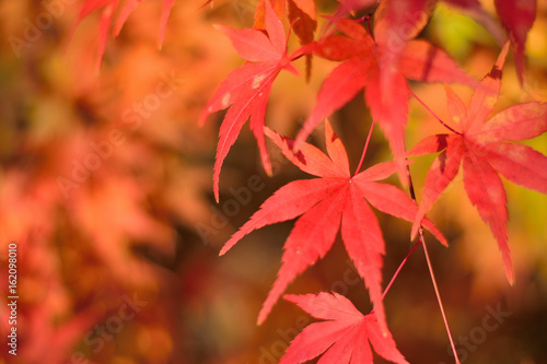 Vibrant Japanese Autumn Maple leaves Landscape with blurred background in horizontal frame