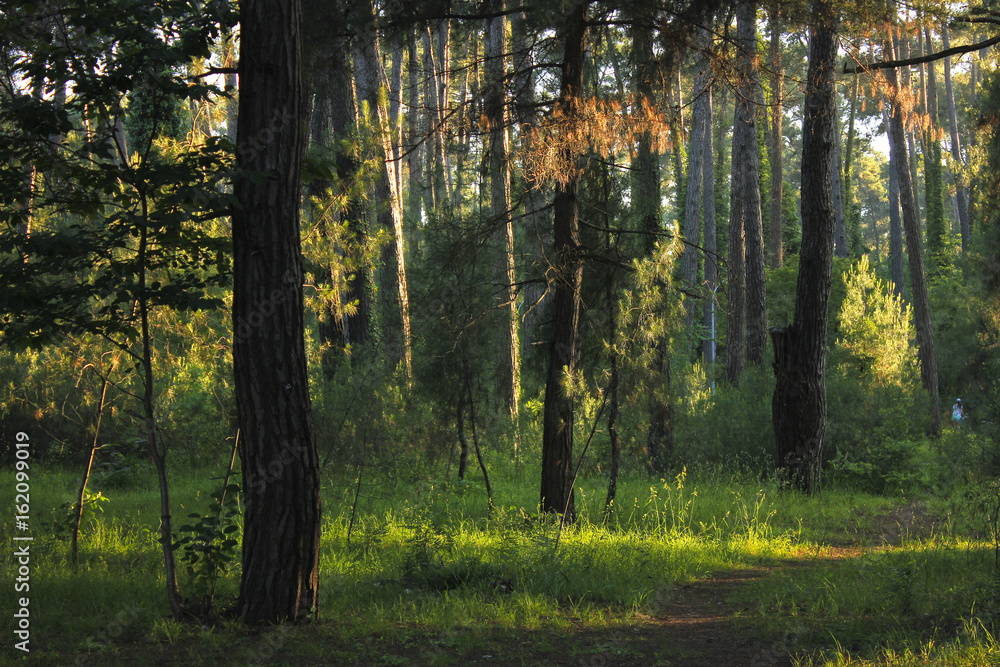 Sunset in green forest Sunset in green forest