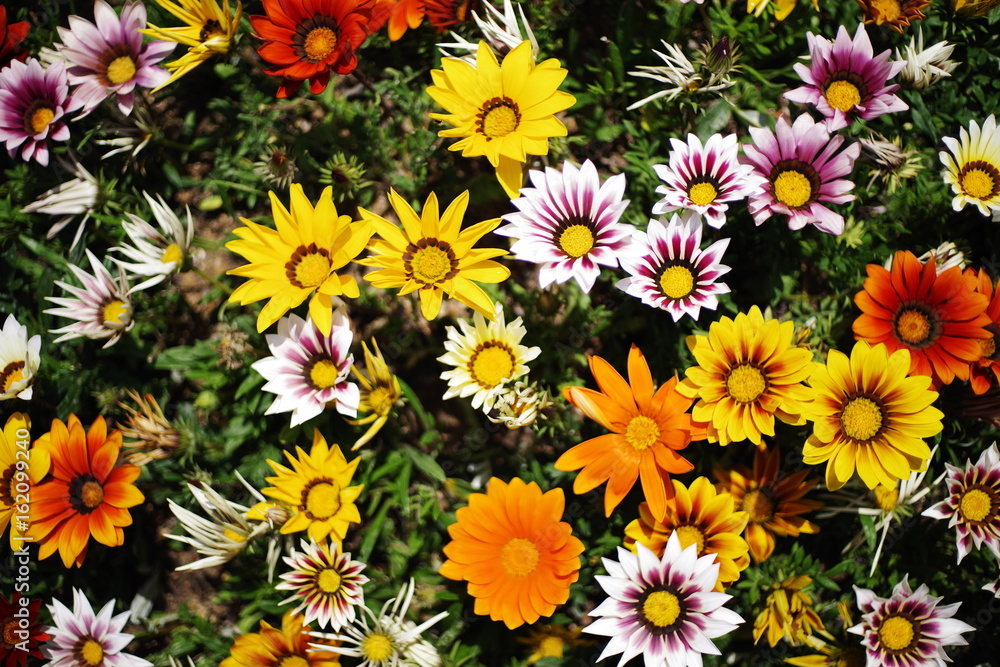 beautiful colorful wild flower beautiful colorful wild flower