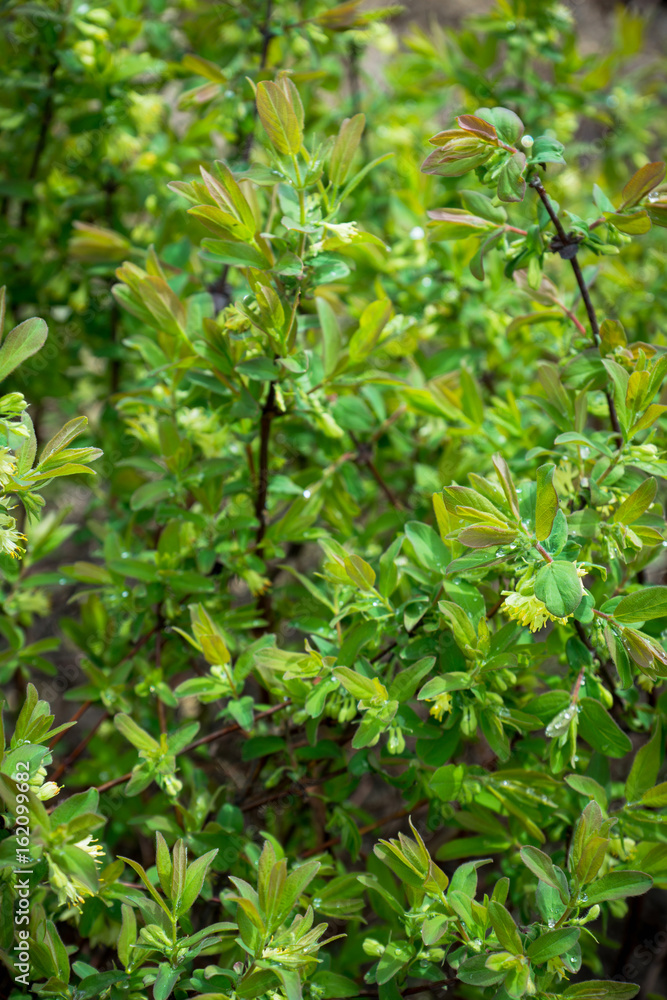 Blooming honeysuckle bush in the garden. Selective focus. Blooming honeysuckle bush in the garden. Selective focus.