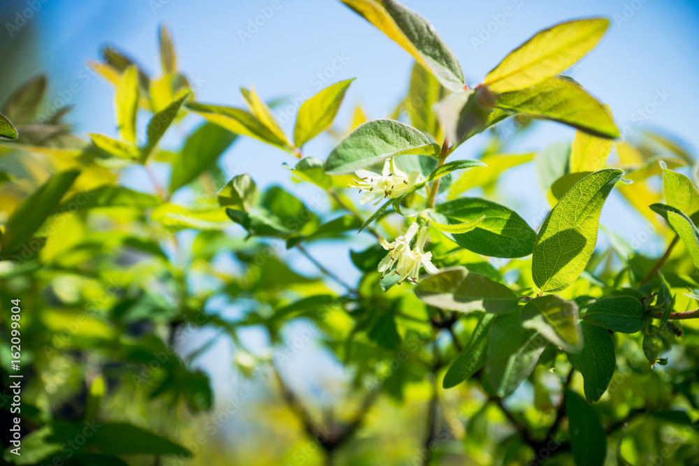 Blooming honeysuckle bush in the garden. Selective focus. Blooming honeysuckle bush in the garden. Selective focus.