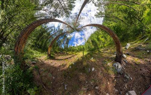 fairy forest wide-angle panorama polar distortion. stereographic