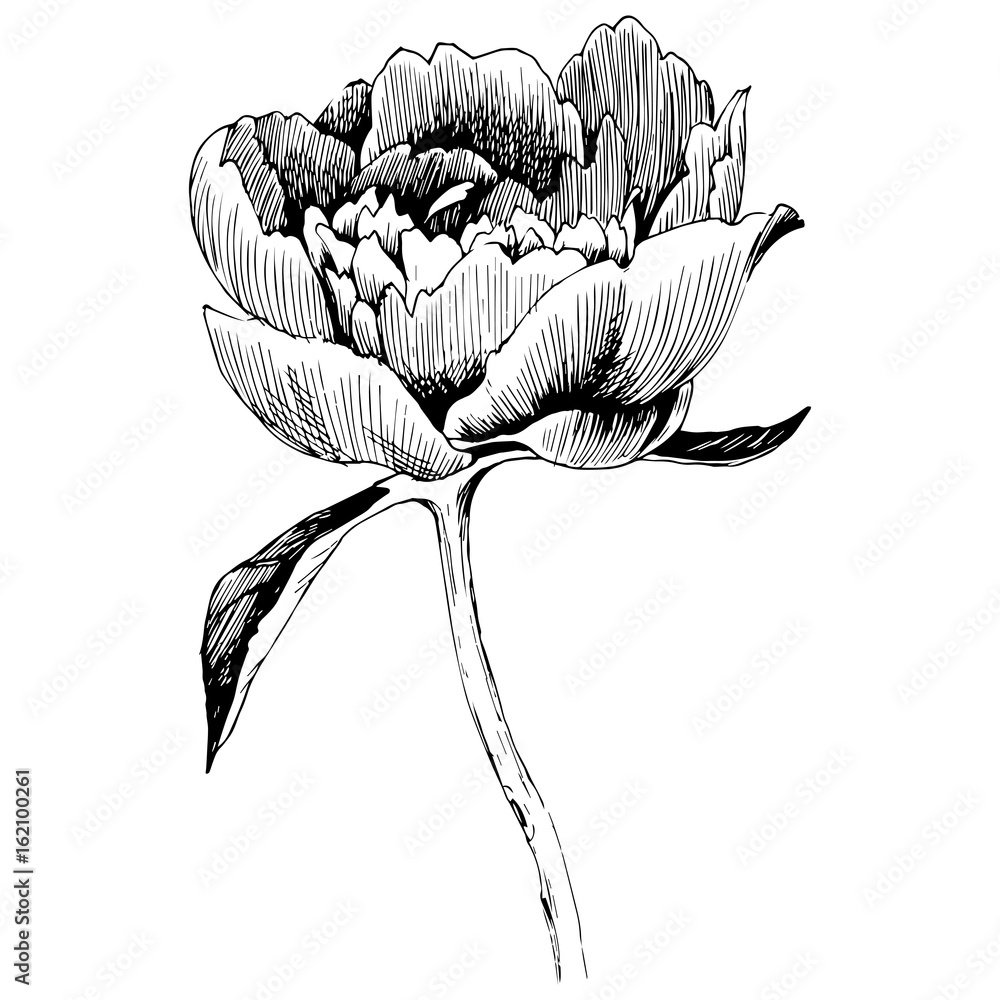 Hand drawn botanical art isolated on white background. Floral