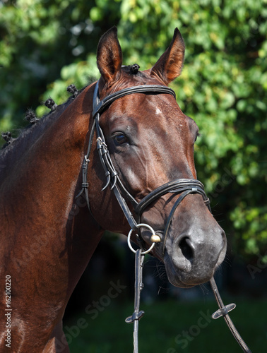 Thoroughbred race horse portrait in paddock 
