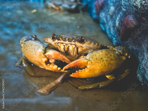 Foto Big sea crab ready to be cooked.