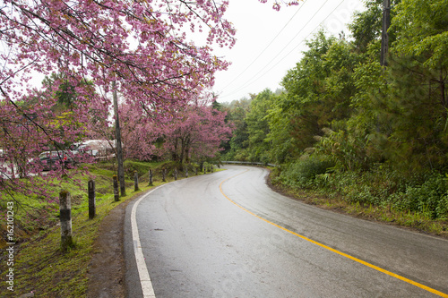 Wallpaper Mural Pink Flower "Wild Himalayan Cherry" (Prunus cerasoides) Torontodigital.ca