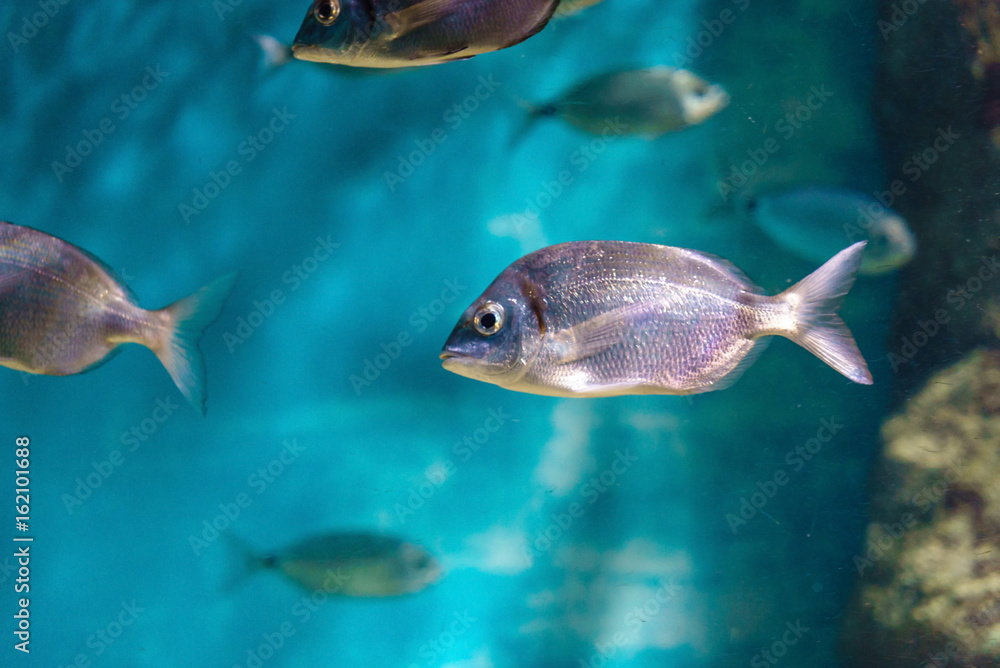 Naklejka premium fisher under water