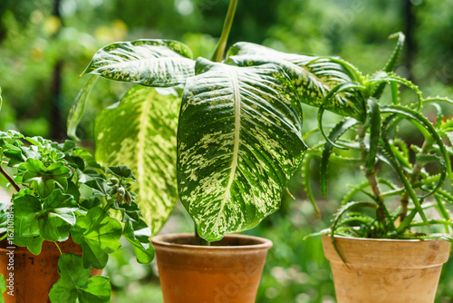 houseplants in the pot