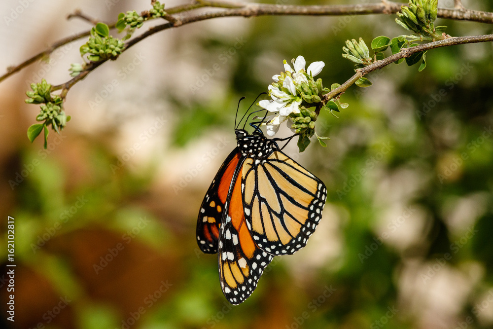 Queen butterfly hanging upside down and feeding on a small white blossom. In Phoenix, Arizona. Queen butterfly hanging upside down and feeding on a small white blossom. In Phoenix, Arizona.