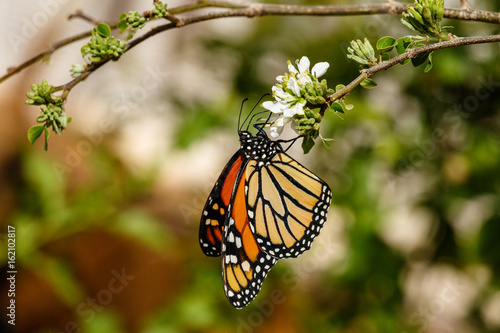 Queen butterfly hanging upside down and feeding on a small white blossom. In Phoenix, Arizona.   © dhayes