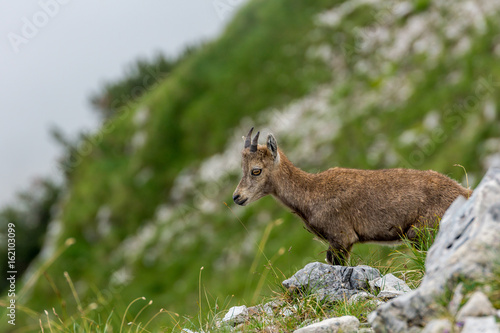 Steinböcke Seeberg Tirol Achenkirch