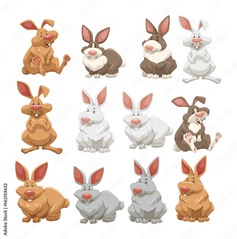 Rabbits with different fur colors