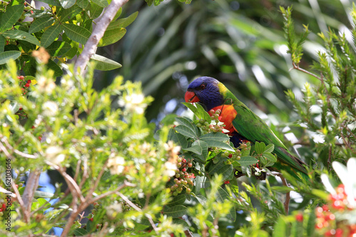Australian parrot.. Rainbow lorikeet.