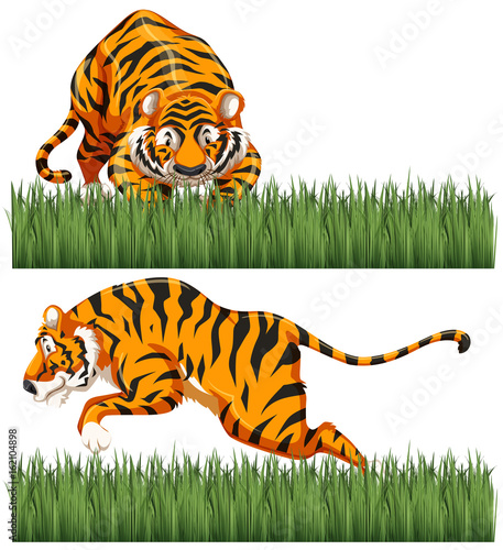 Two scenes of wild tiger
