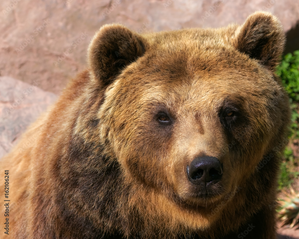 Portrait of a European brown bear