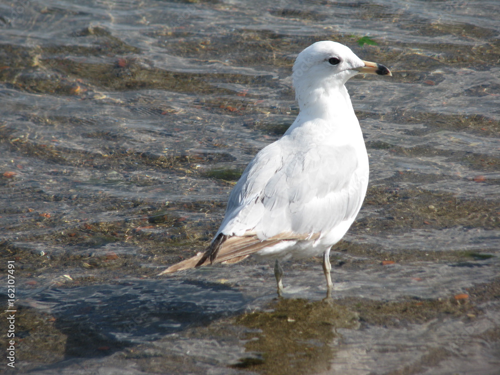 White seagull walking in the water with rocks White seagull walking in the water with rocks
