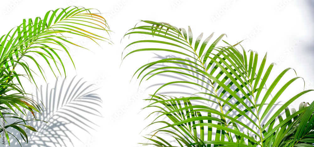 palm leaves and shadows on a white wall