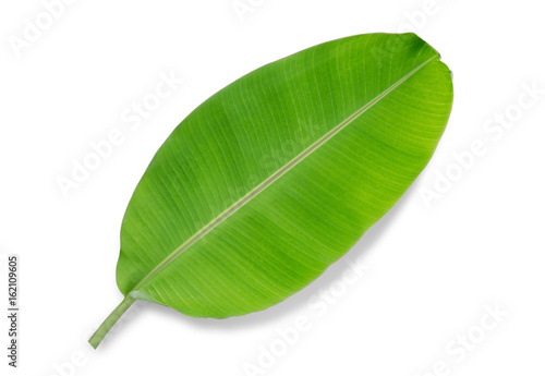banana leaf isolated on white background  File contains a clipping path.