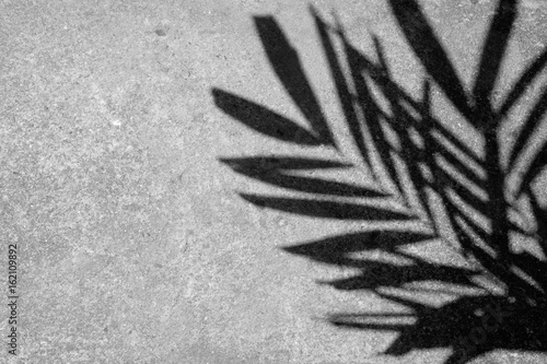 Shadow of leaves on a cement floor.