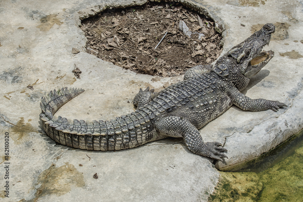 Close up freshwater crocodile on the floor cement Close up freshwater crocodile on the floor cement