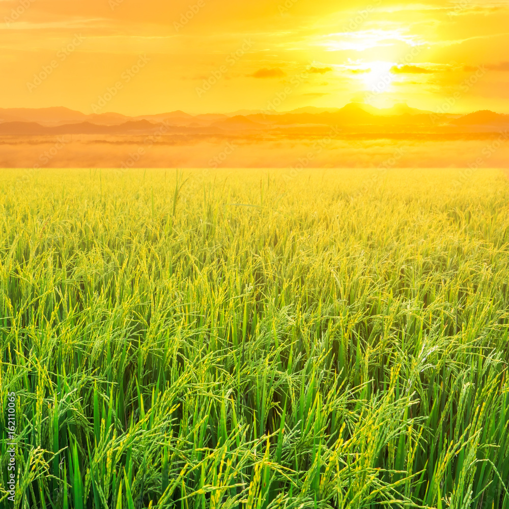 Rice field in sunrise time for background. Stock Photo | Adobe Stock