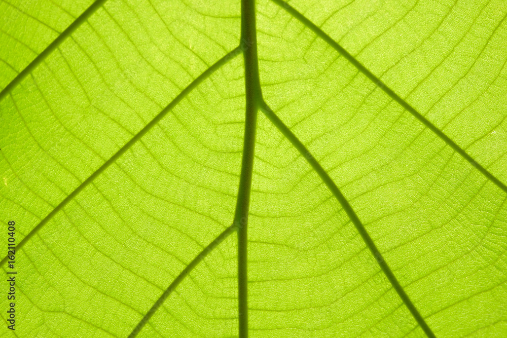 Obraz premium Green leaf texture background