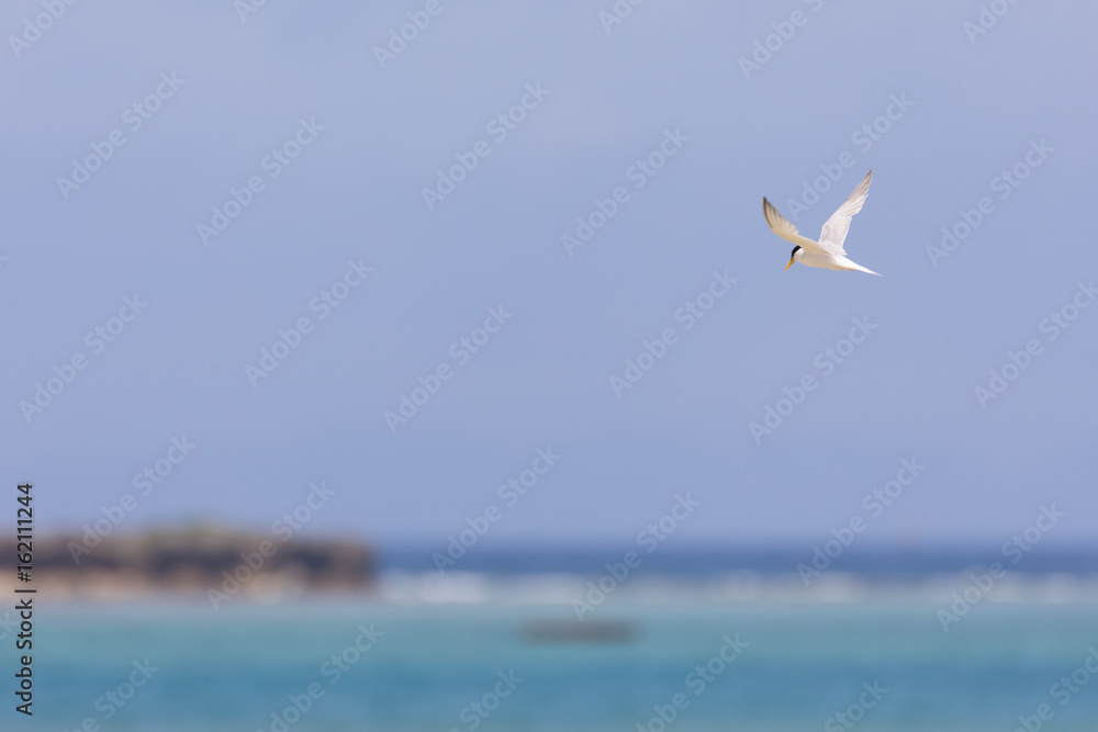 沖縄の海辺を飛ぶアジサシ