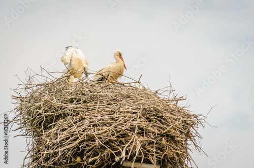 A couple of White Storks sit on a nest made on a utility pole