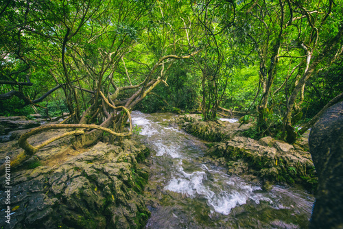 view of trees and water in Xiaoqikong scenic area  Libo  Guizhou  China