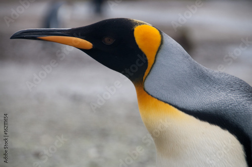 King Penguins on Salisbury plains