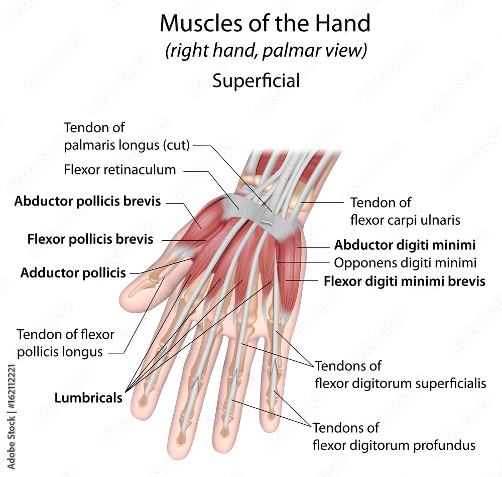 Anatomy Of Hands And Fingers Fingers Name RWNQYX