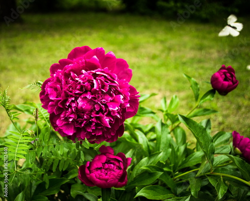 pink peone and butterfly photo