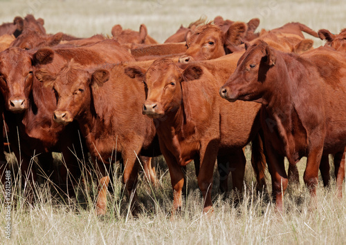 Fotografia Free-range red angus cattle on pasture, Argentina.