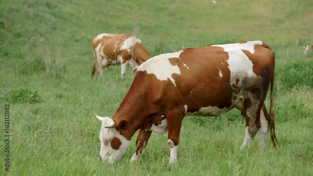 Cow Grazed in the Meadow A cow peacefully grazing on a meadow and eating grass Cow Grazed in the Meadow A cow peacefully grazing on a meadow and eating grass