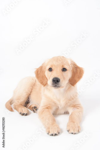Fototapeta Naklejka Na Ścianę i Meble -  Hund, Golden Retriever Welpe im Platz