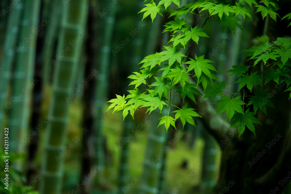 Green maple and bamboo