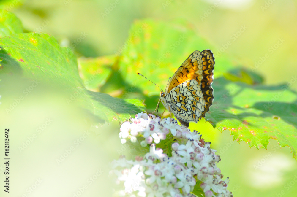 Melitaea arduinna, fritillary butterfly on wild flower. Colorful butterfly in nature Melitaea arduinna, fritillary butterfly on wild flower. Colorful butterfly in nature