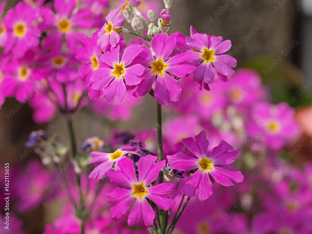 満開のサクラソウの花