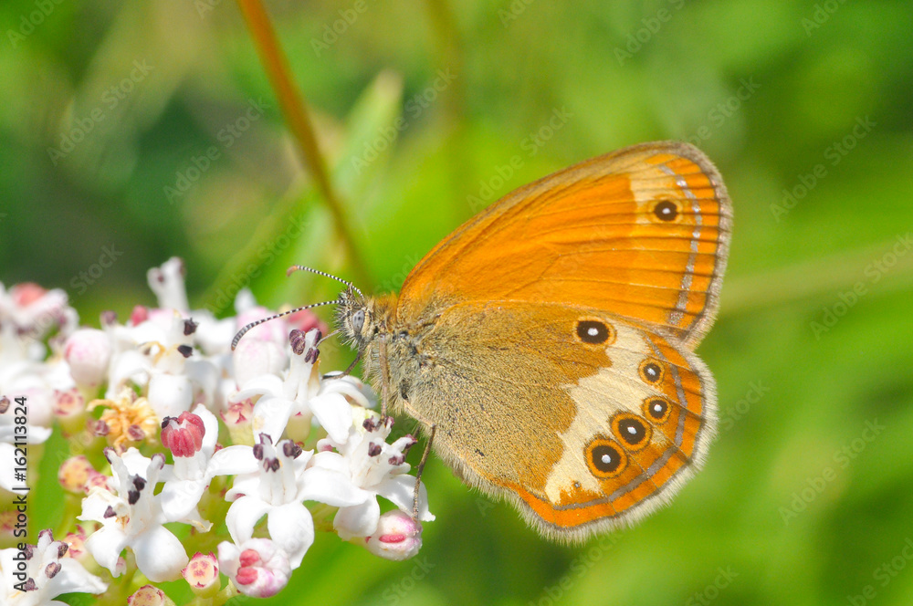 Obraz premium Coenonympha arcania, Pearly Heath collecting nectar from wild white flower. Butterfly on a Sambucus ebulus flowers