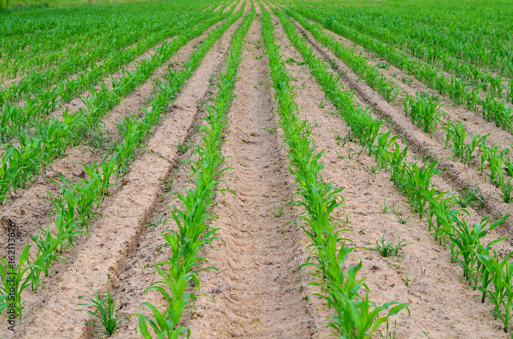 Rows of young maize in the cornfield. Agriculture background