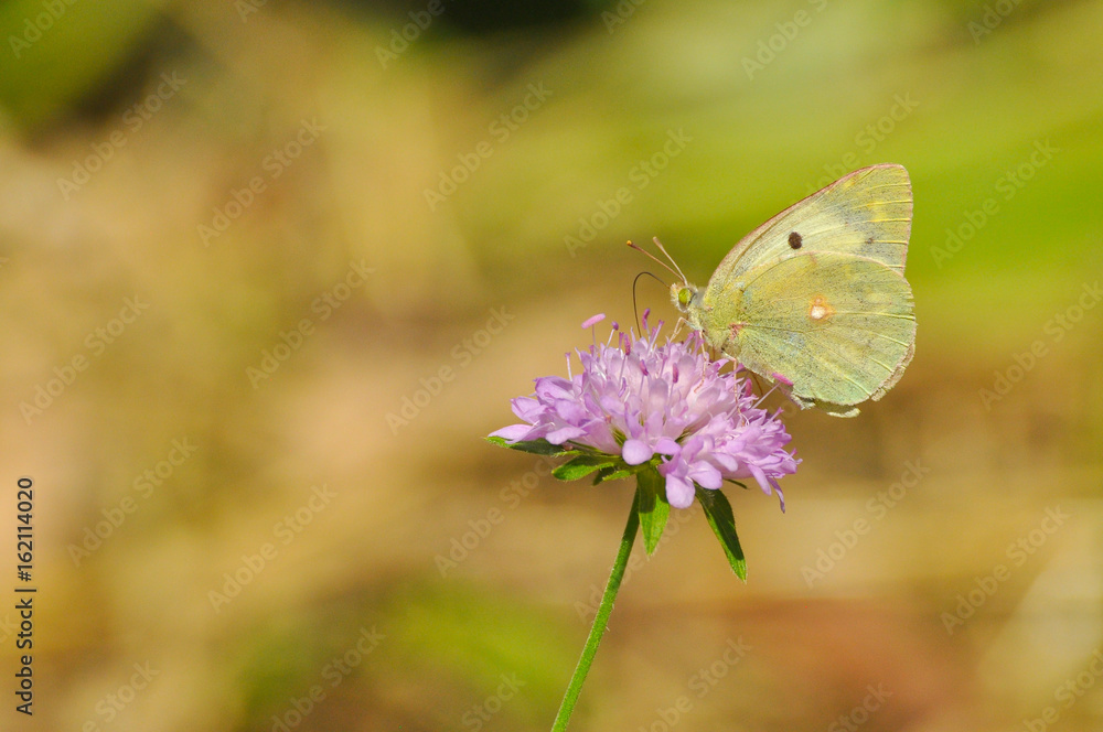 Clouded Yellow, Colias crocea, Beautiful yellow butterfly on wildflower. Yellow butterfly in a green meadow Clouded Yellow, Colias crocea, Beautiful yellow butterfly on wildflower. Yellow butterfly in a green meadow