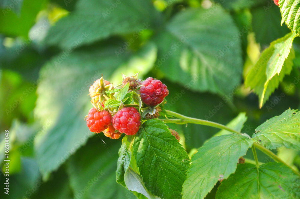 Organic ripe red raspberries on the bush, branch of raspberry with big red ripe berries Organic ripe red raspberries on the bush, branch of raspberry with big red ripe berries