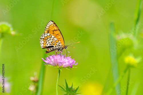 Melitaea cinxia, Glanville Fritillary butterfly on wild flower. Colorful butterfly isolated on green meadow