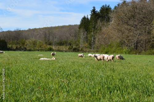 Obraz na płótnie Troupeau en Aveyron